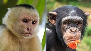 The monkey and a chimp🤣