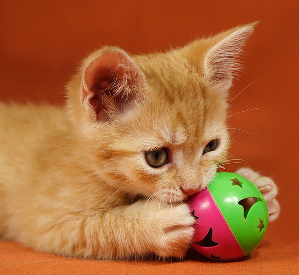 UNTIL THE CAT