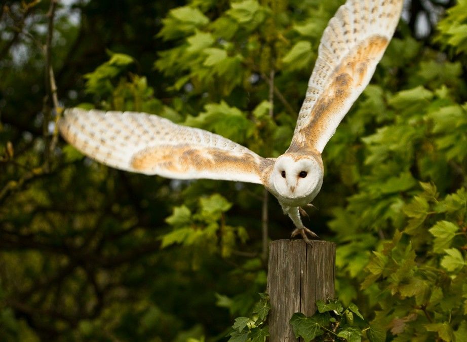 A beautiful barn owl 🦉