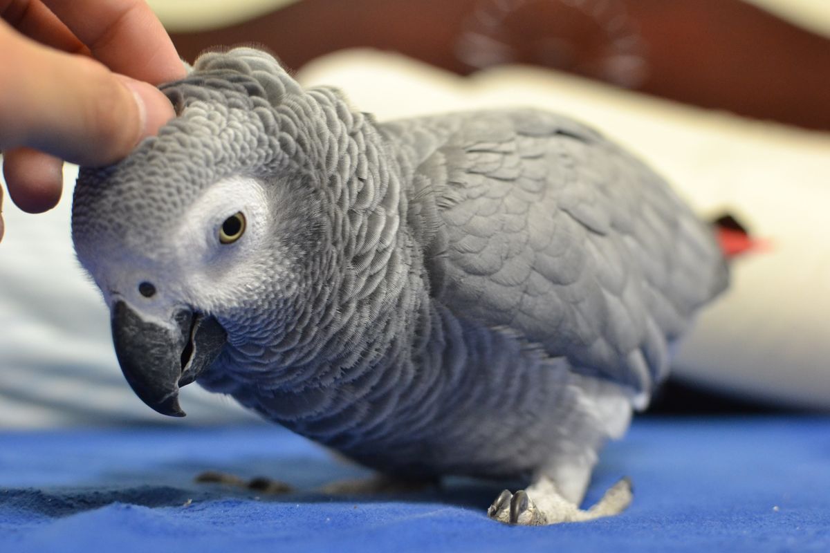 Zac The Parrot