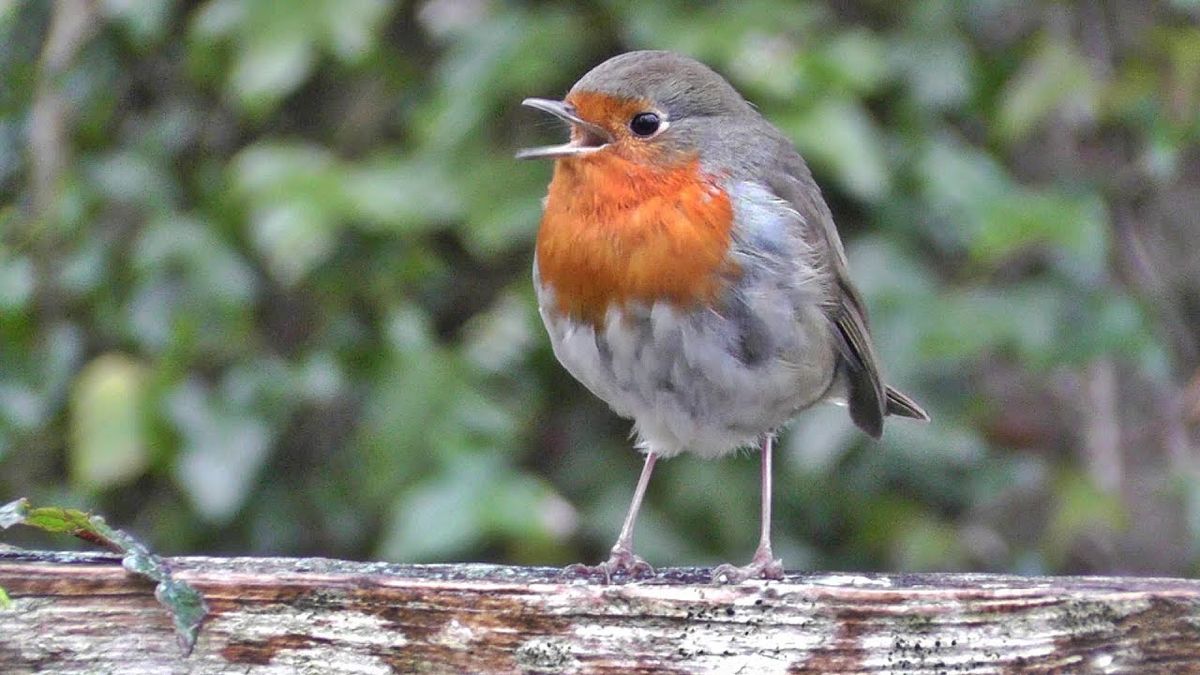 A Little Robin Called Buddy