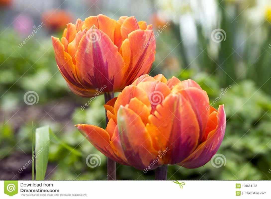 TULIPS