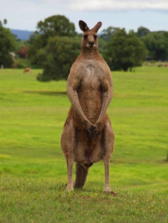 The Kangeroo š¦