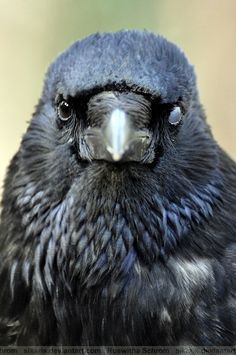 The creepy Crow 