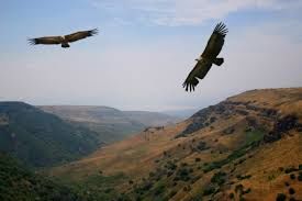 A pair of golden Eagles ❤️💙