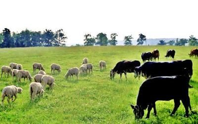 The mystery of the mushrooms 🐑🐂