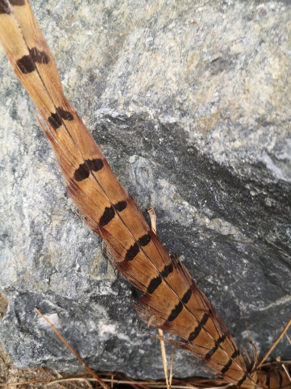 Pheasant Feather