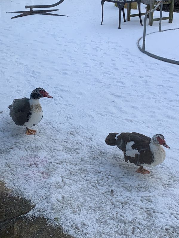 Too cold for the ducks ❄️🦆