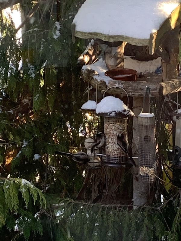 The long-tailed tits 💕