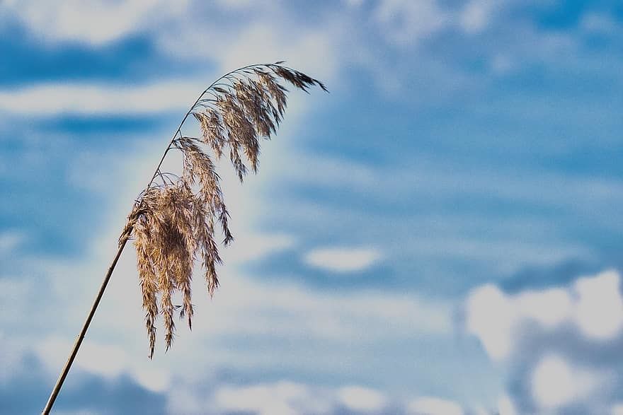 Pushy and loud 🌾