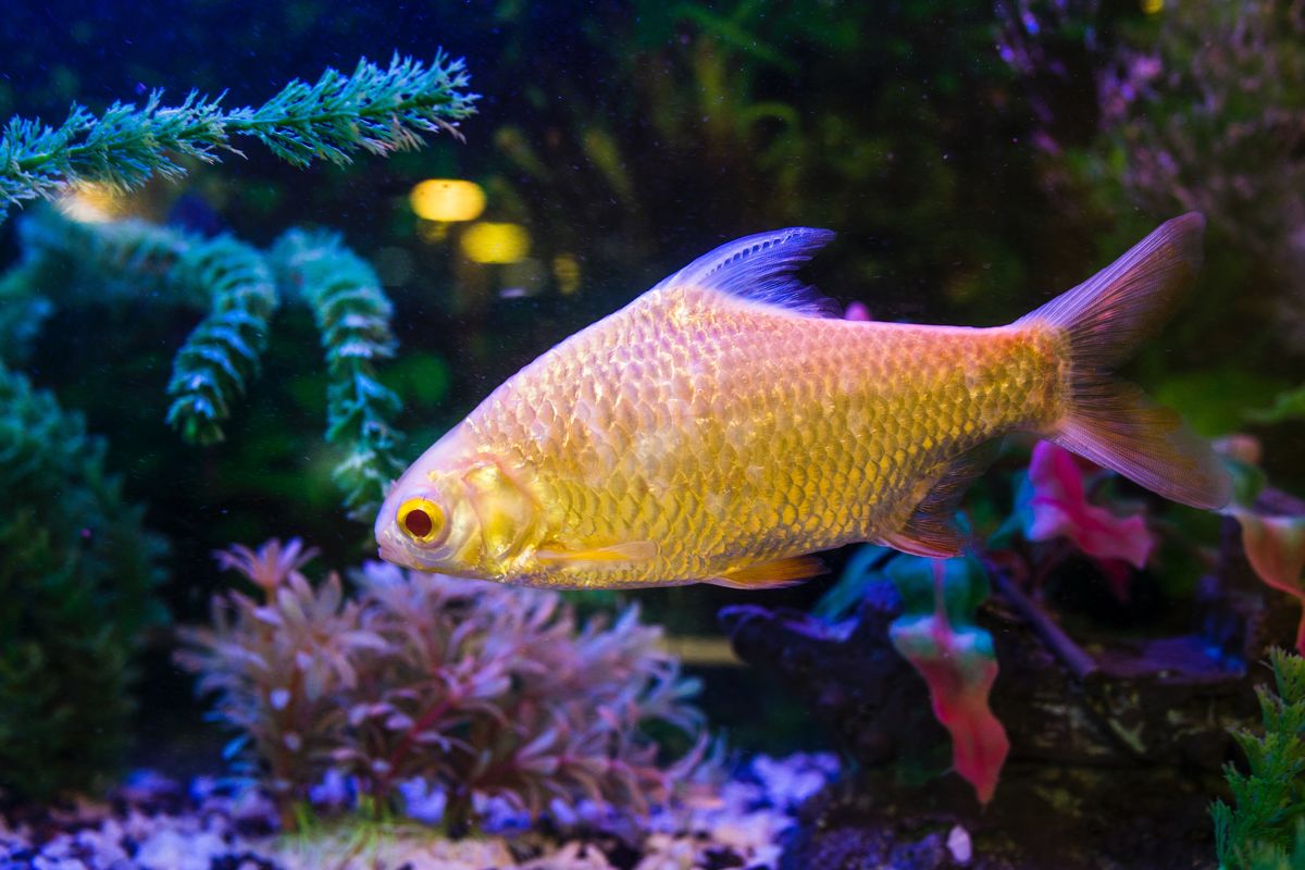 Swimming With The Fish