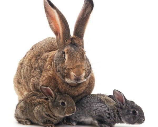 THE RABBITS