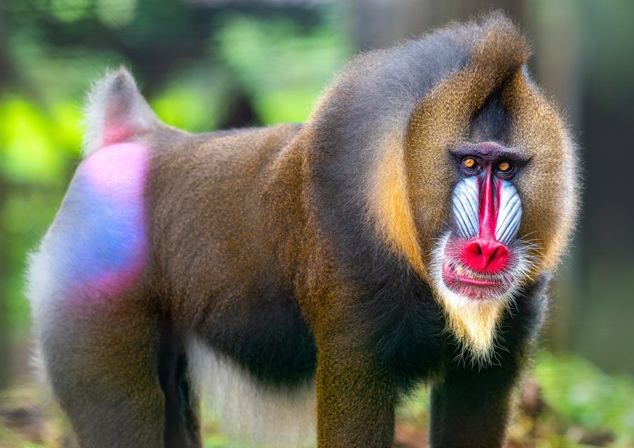 Creatures of colour đź’™