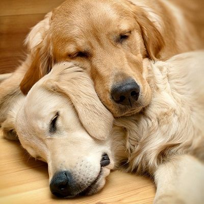 Sleeping dogs at rest đź’•