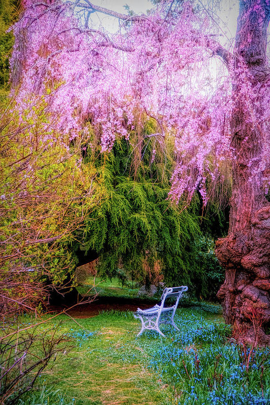 That old Cherry blossom tree 🌸