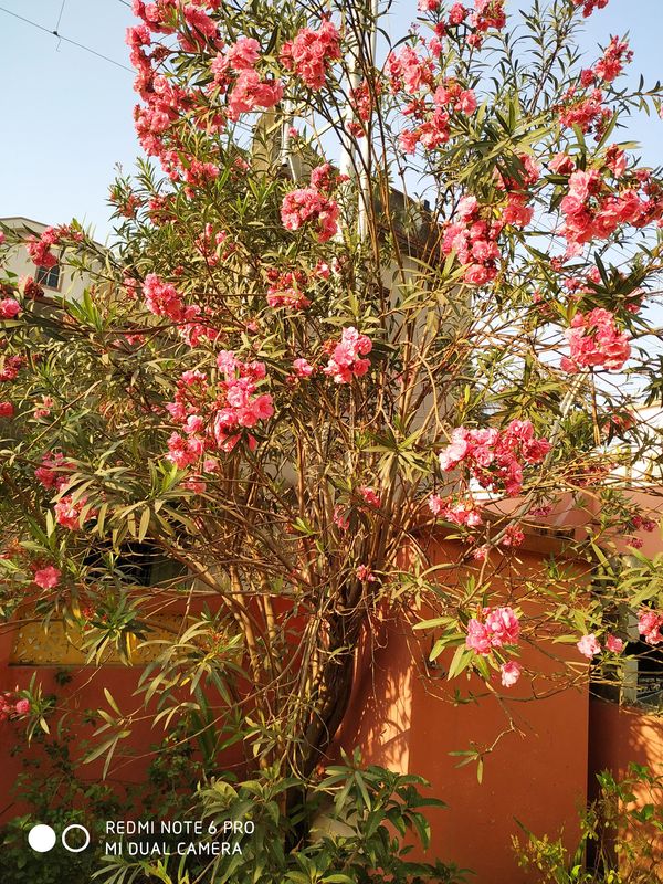 Oleander Flower, a Beauty Queen