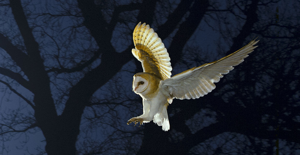 The Barn Owl