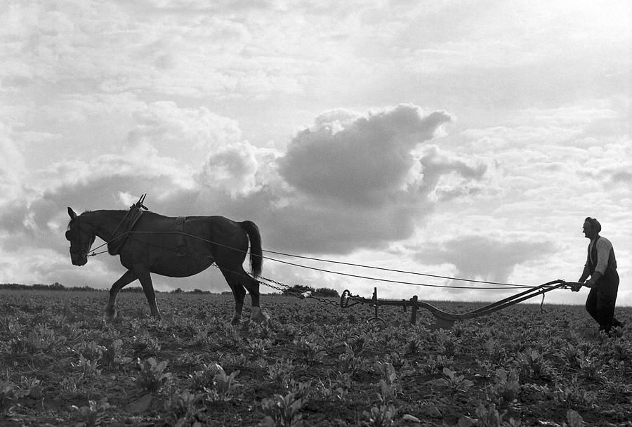 The plough