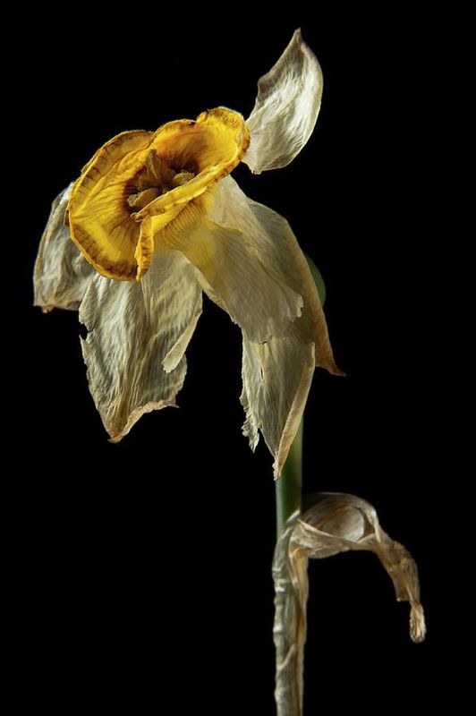 The wilted daffodil 💙