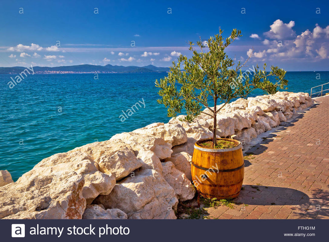 THE OLIVE TREE BY THE SEA 