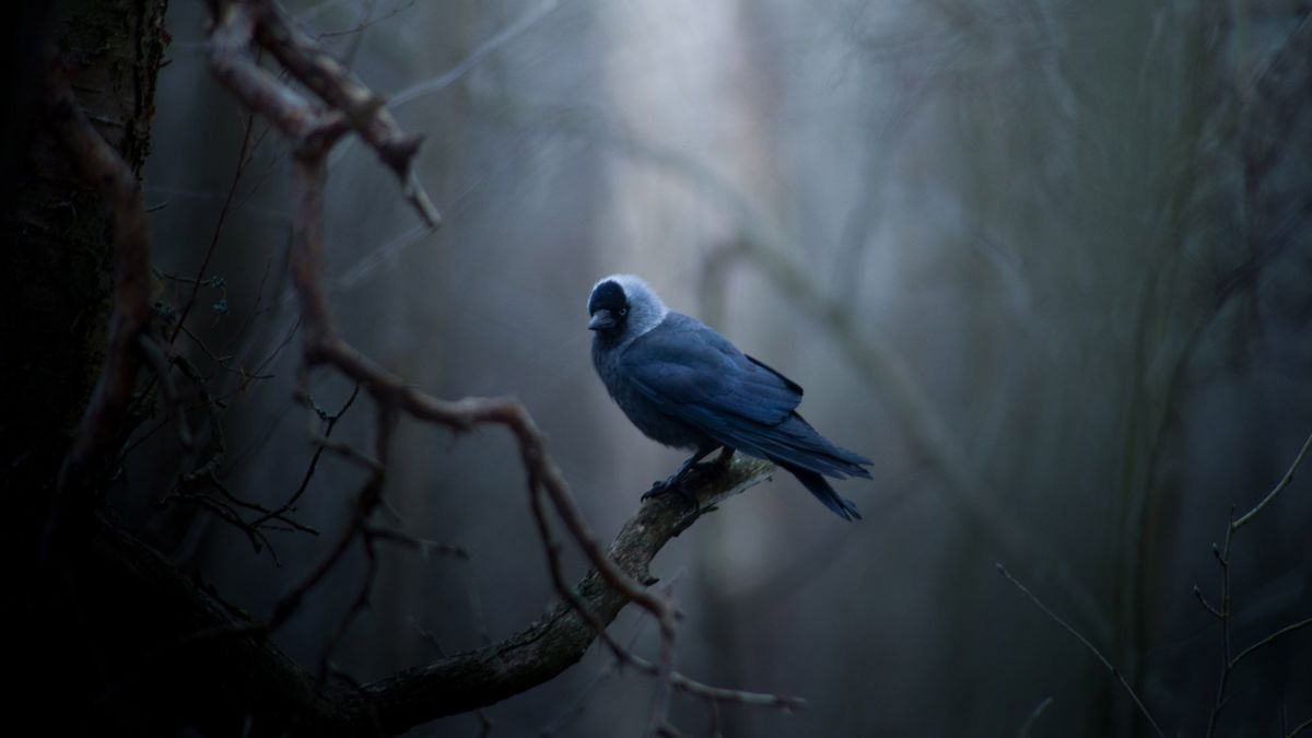 Bluebird