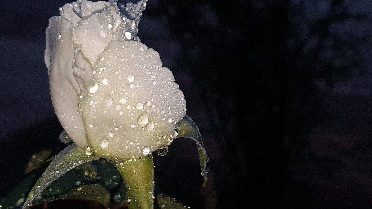 Perpetual Beauty