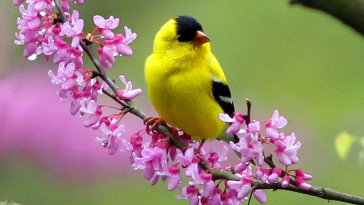 SPRING