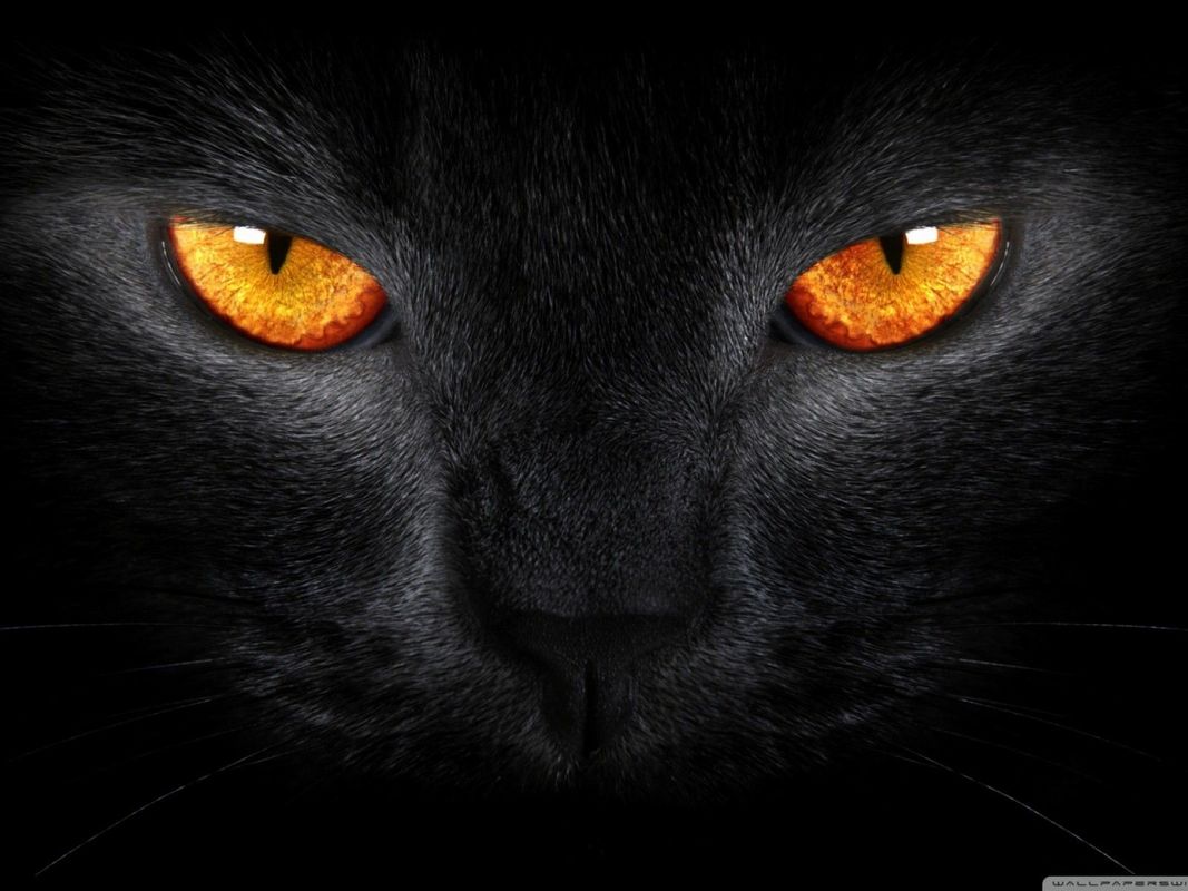 ~ BLACK CAT ~