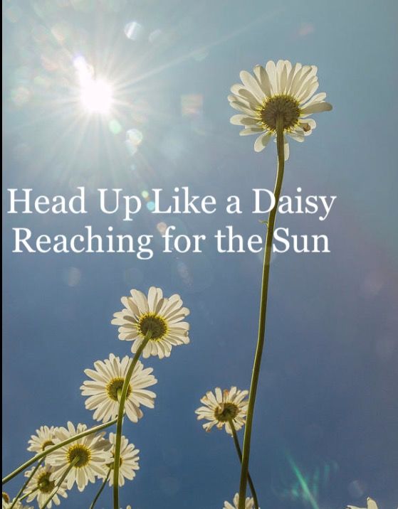 Head Up Like a Daisey,Reaching For the Sun