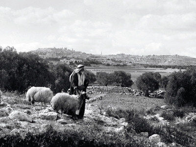 THE SHEPARD AND HIS SHEEP AND DOG