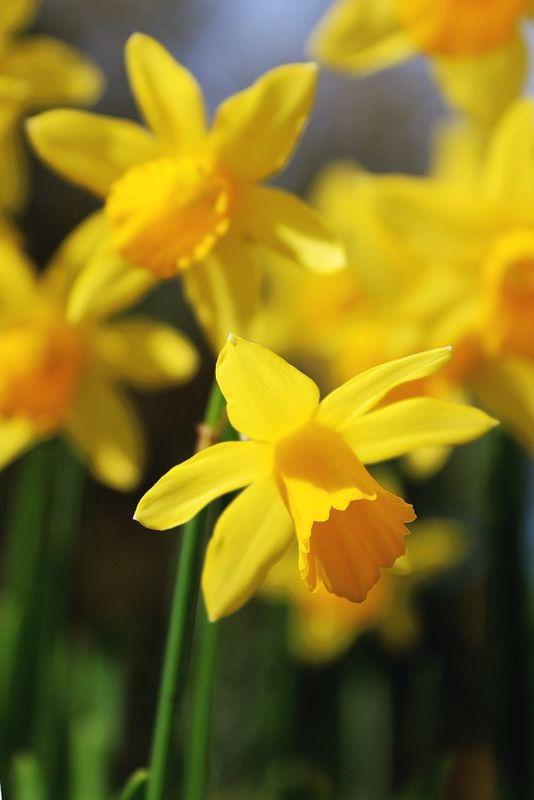 Dancing Daffodillies 💕