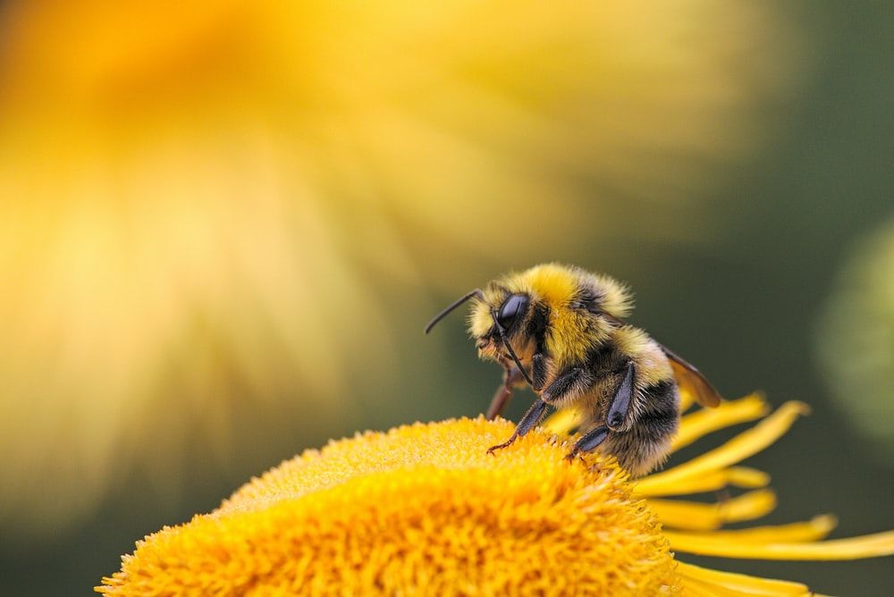 Honey Bee