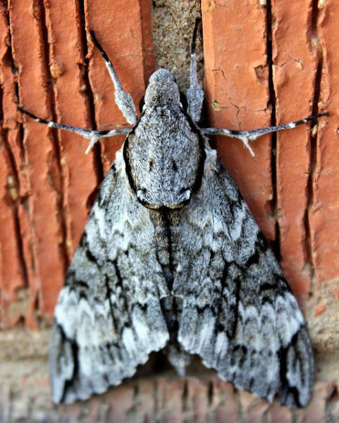 The horrible hairy moth 🪰