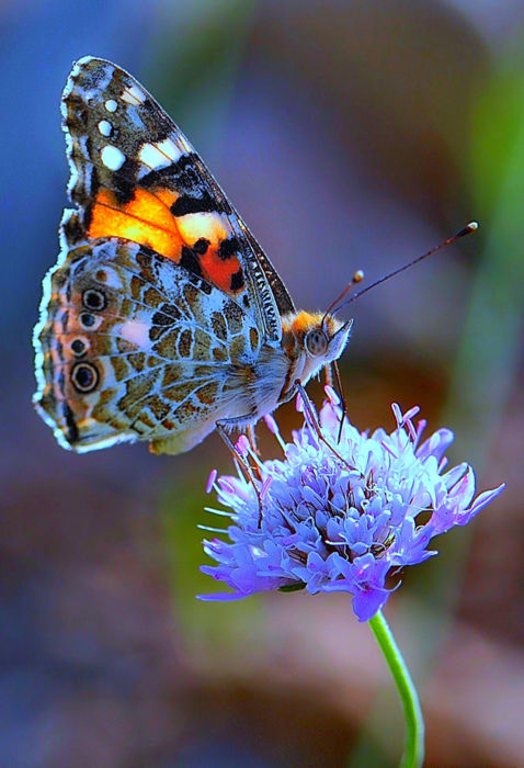 Butterfly flutterby 🦋