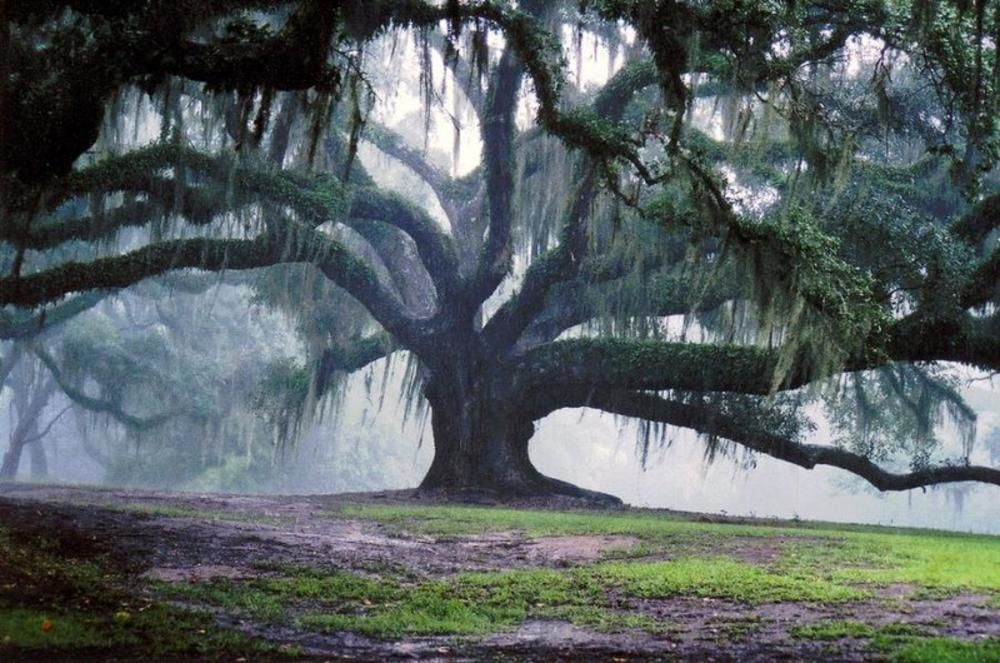 An ancient oak  💚