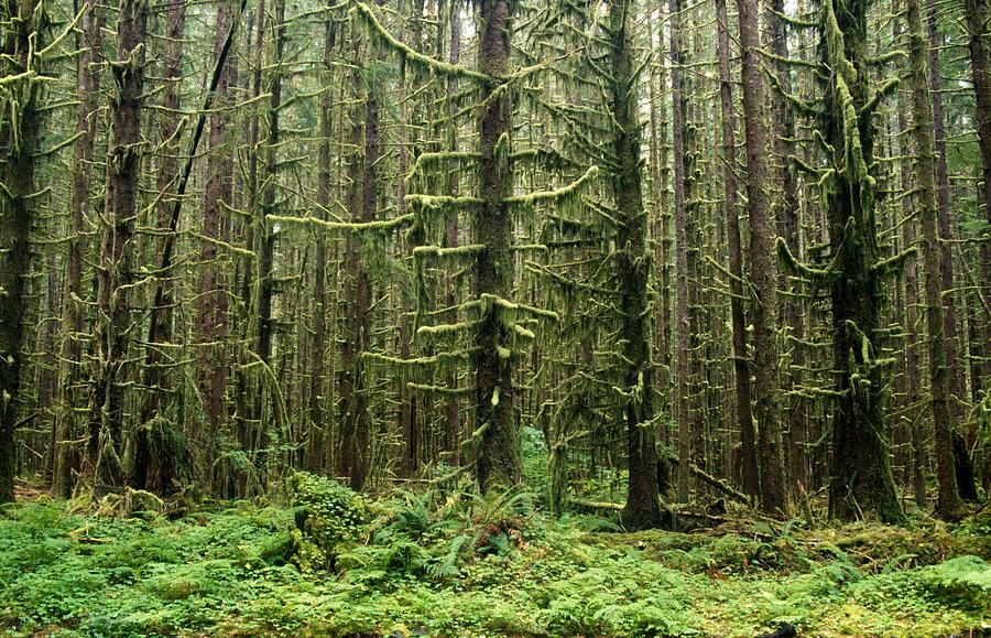  OLD GROWTH OVERDRIVE