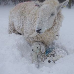 The lambing storms 🐑