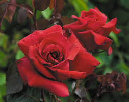 My English red rose 🌹