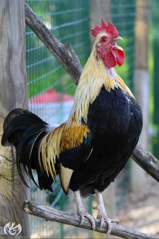 “Cock-a-doodle-do!!!” 🌞