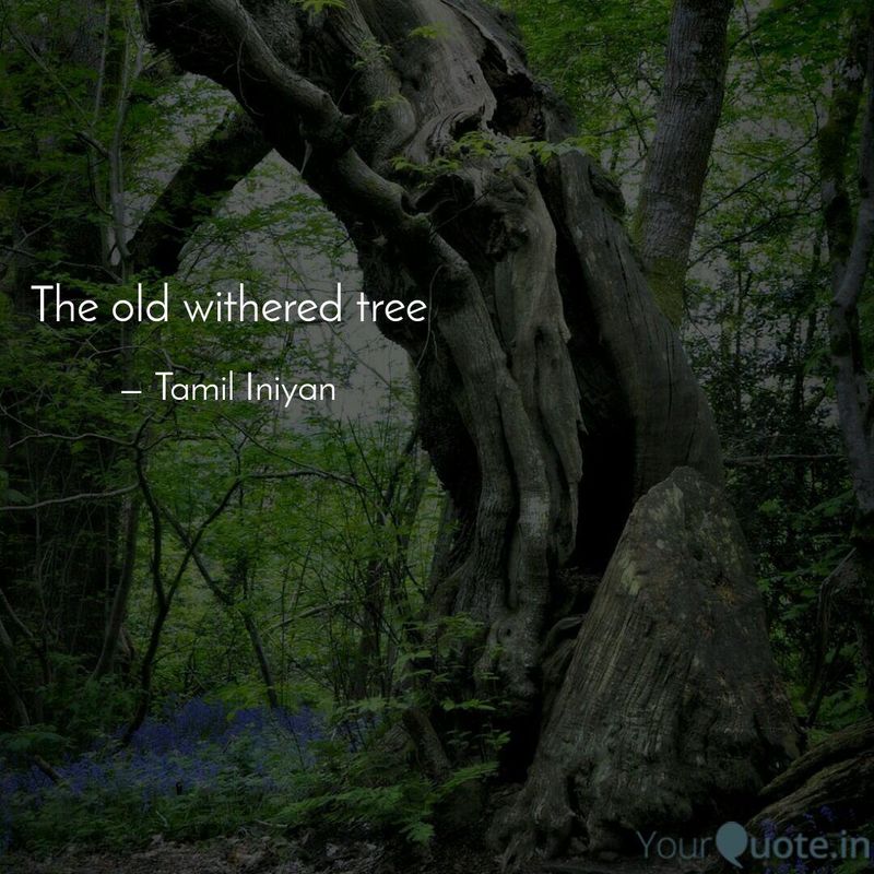 The old withered tree