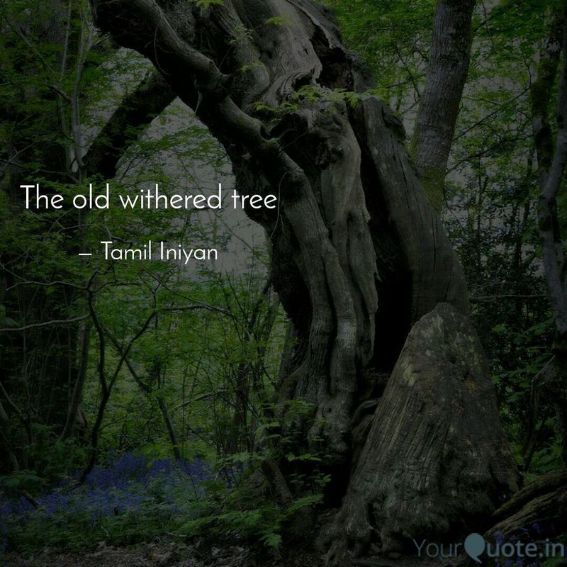 The old withered tree 