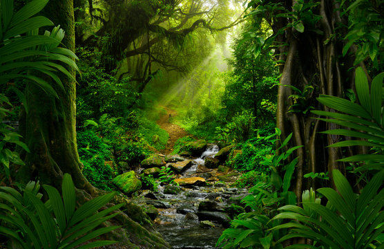 The jungle of life - Poem by Shaikyrra Mel