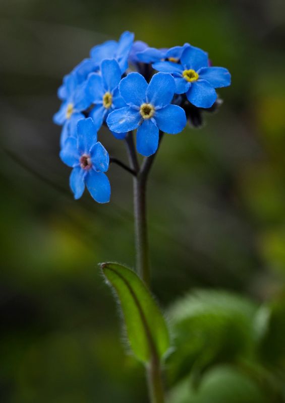 Forget me not 💕