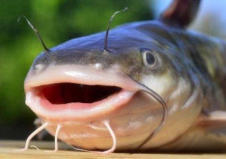 Catfish