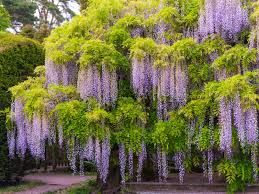 Yon weeping Wisteria 🥲