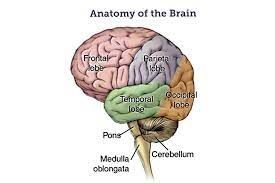 Quiescence Pervades Medulla Oblongata