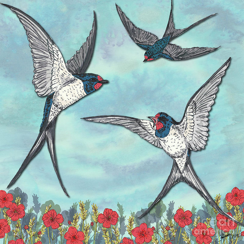 Those Swallows of the Summertime 💕