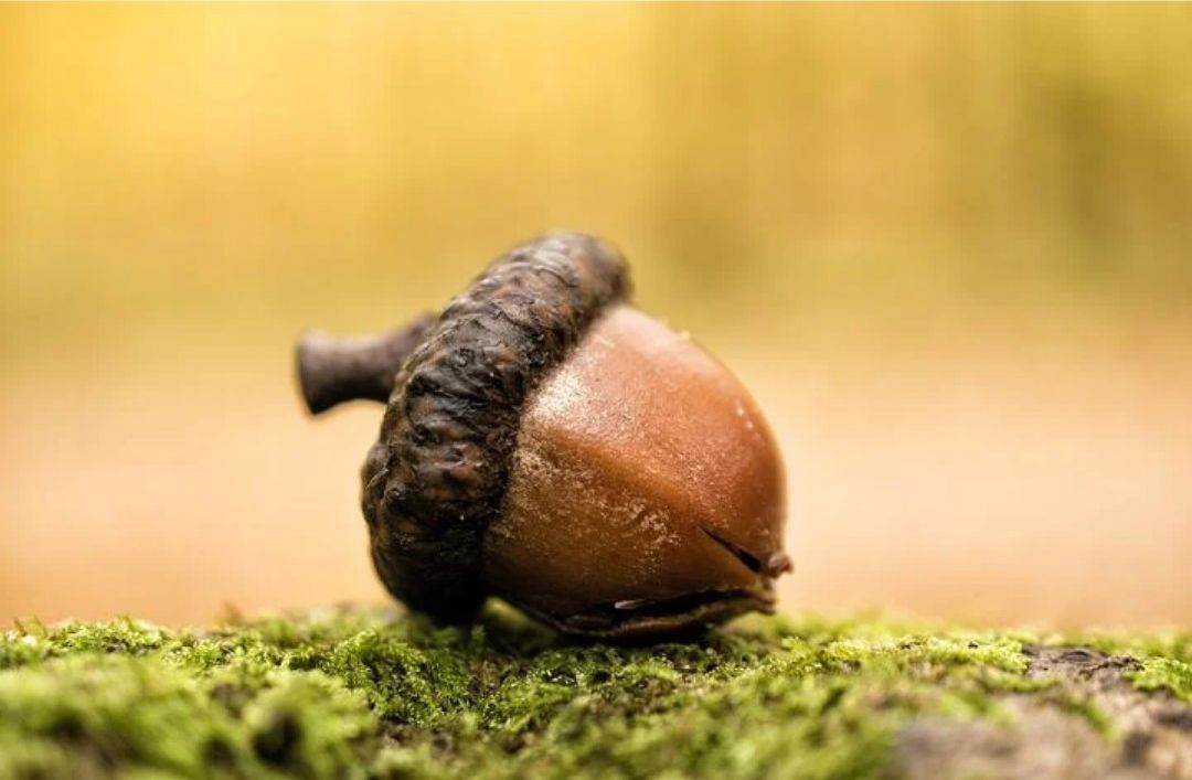 Seed