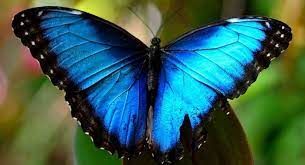 Tenderly
