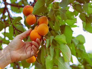 BITTER FRUIT